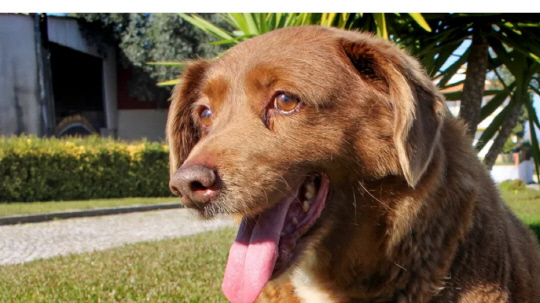 포르투갈의 시골마을에서 31살이 될 때까지 살다가 죽음을 맞이한 보비. 사진=로이터